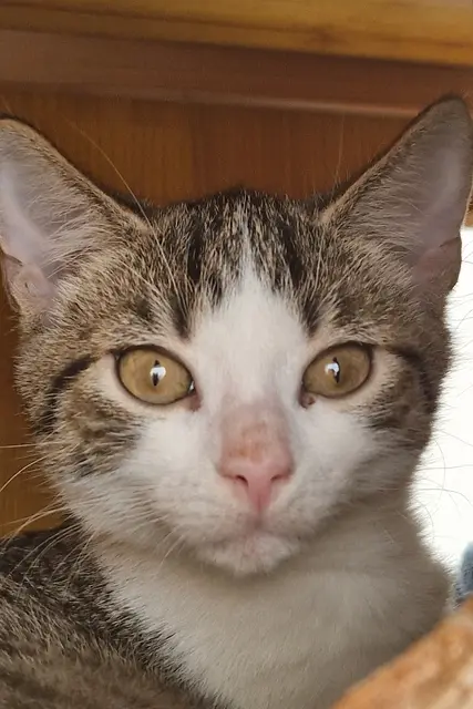 Nelu will unbedingt bei ihrem besten Kumpel bleiben. | Foto: Arche Wels