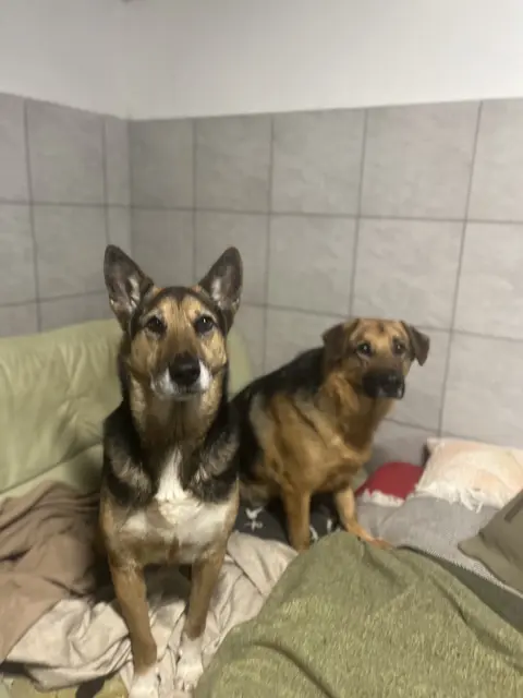 Foto: Stibis Hundeparadies