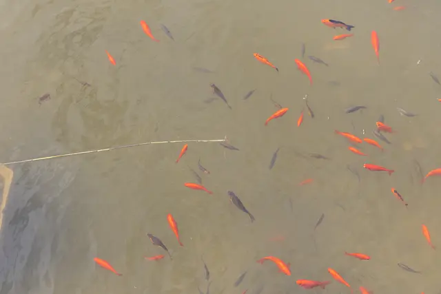 Foto: René Brunhölzl/MeinBezirk