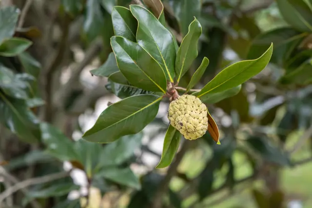Foto: René Brunhölzl/MeinBezirk