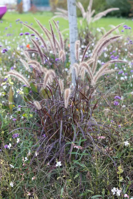 Foto: René Brunhölzl/MeinBezirk
