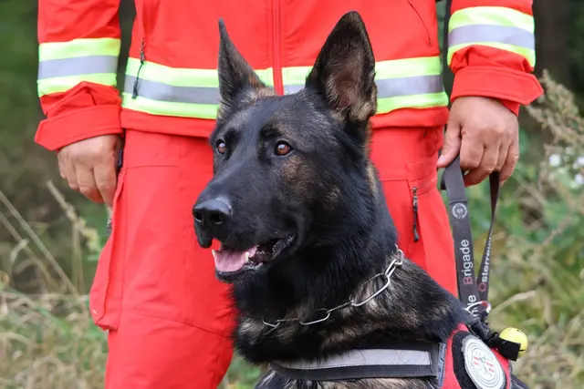 Menschen und Hunde der ÖRHB Oberösterreich stellten sich der mehrstündigen Überprüfung bei Tag und Nacht, um für die Personensuche tauglich zu sein. | Foto: ÖRHB LG OÖ