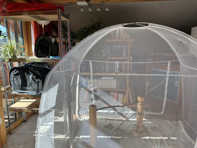 In den Softboxen (links) lernen die Vögel das Fressen, bevor sie später im Zelt (rechts) das Fliegen lernen. | Foto: Nicole Hettegger