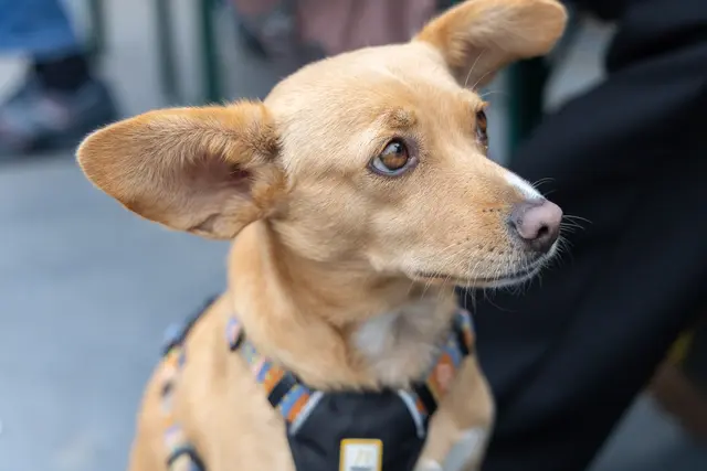 Foto: René Brunhölzl/MeinBezirk