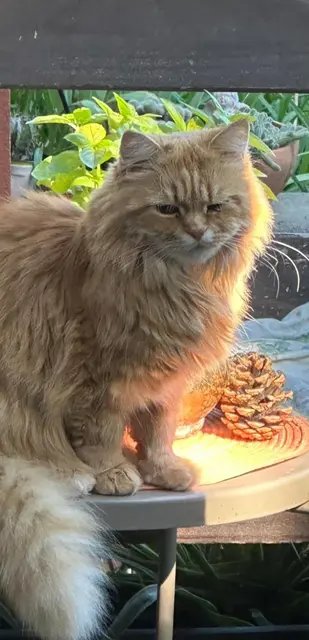 Sie ist am Donnerstagnachmittag in der Rechten Bahnzeile verschwunden – ihre Familie bittet dringend um Hinweise. | Foto: Zvg