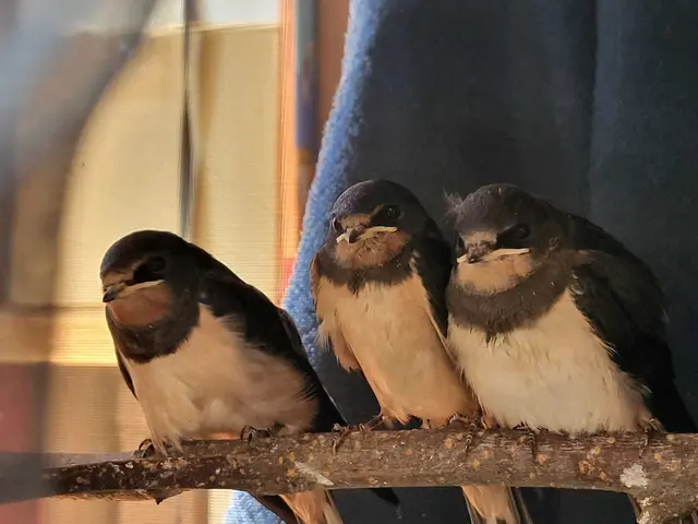 In Eben errichtete Elke Lanner die erste Auffangstation für Singvögel im Pongau. | Foto: Elke Lanner
