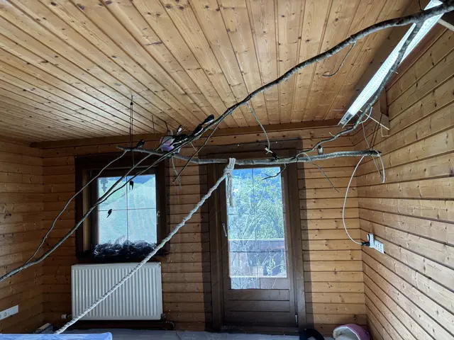 Das Flugzimmer für die Schwalben sowie die anderen Räumlichkeiten für das Großziehen und Pflegen der Vögel befinden sich im Haus von Elke Lanner. | Foto: Nicole Hettegger