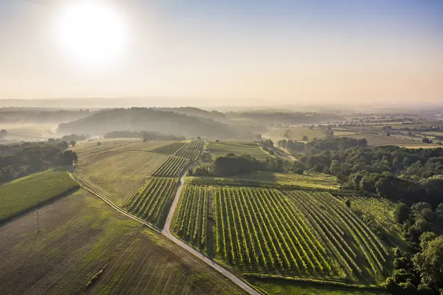 Uhulder, Weißburgunder, Blaufränkisch oder Ruster Ausbruch: Die Weinkultur ist tief in der Geschichte des Burgenlandes verwurzelt.  | Foto: Robert Herbst