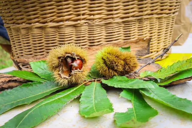 Foto: Alejandra Ortiz