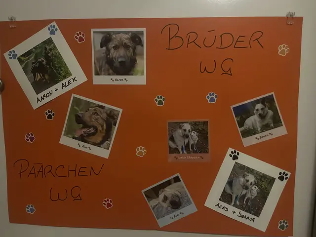 Foto: Stibis Hundeparadies