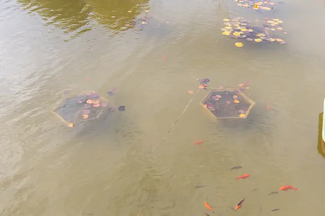 Foto: René Brunhölzl/MeinBezirk
