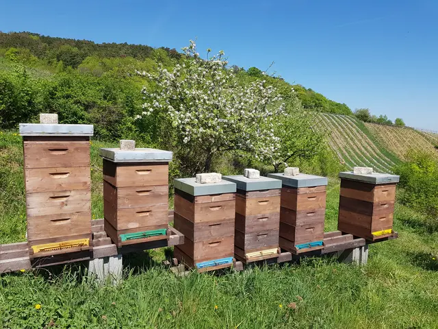 Bienenstöcke (Symbolbild) | Foto: Peter Jelinek