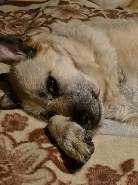 Foto: Stibis Hundeparadies