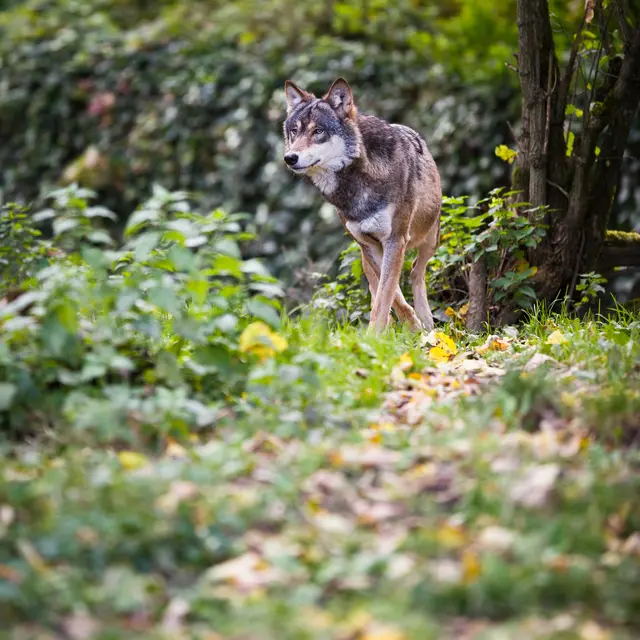 Ein Landwirt hat in Ulrichsberg einen Wolf vergrämt. | Foto: Symbolfoto: smarterpix/viktor_cap