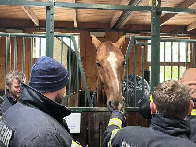 Der richtige Umgang mit Pferden will gelernt sein. Gerade in Extremsituationen ist das wichtig. | Foto: FF Klosterneuburg
