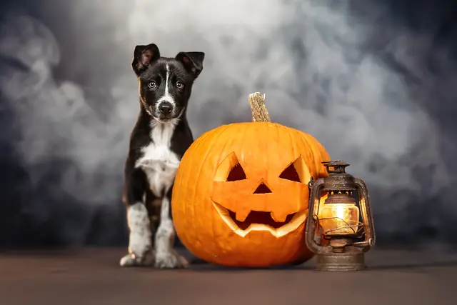 Die professionelle Tierfotografin Ria Putzker hält den besten Freund des Menschen in einer Gruselkulisse fest. | Foto: Ria Putzker