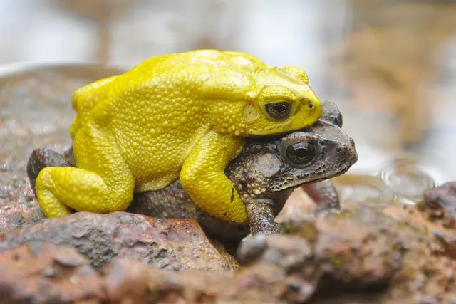 Gelbes Schwarznarbenkröten-Männchen klammert ein Weibchen während der Paarungszeit. | Foto: Susanne Stückler