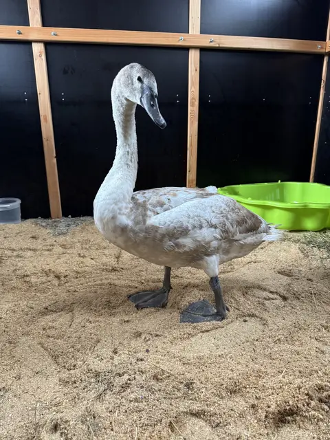 Dieser Schwan legte auf deiner Straße in Lambach eine Bruchlandung hin und wurde dank Passanten und Polizei von der Tierhilfe Gusental gerettet. | Foto: THG