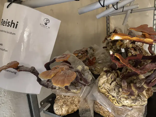 Hier wächst der Pilz namens „Reishi". | Foto: Emanuel Hasenauer