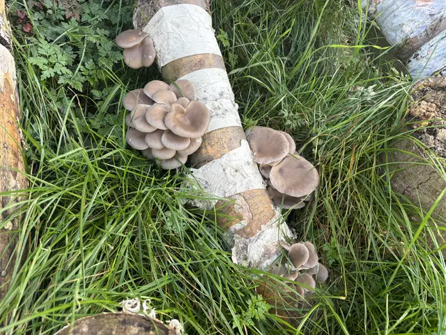 Die Pilze wachsen hier sehr gut. | Foto: Emanuel Hasenauer