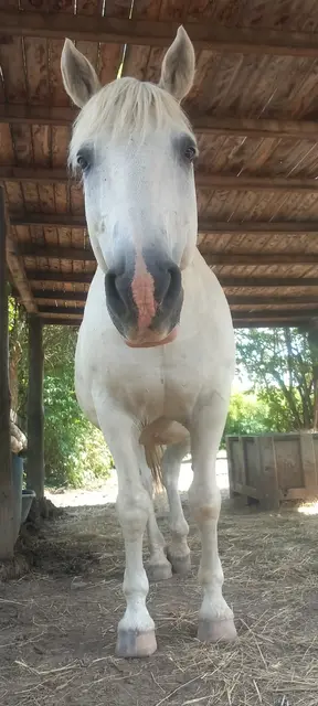 Foto: Pferdehof Stadlau