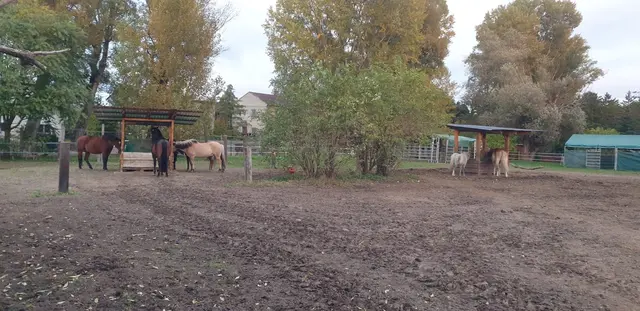 Foto: Pferdehof Stadlau