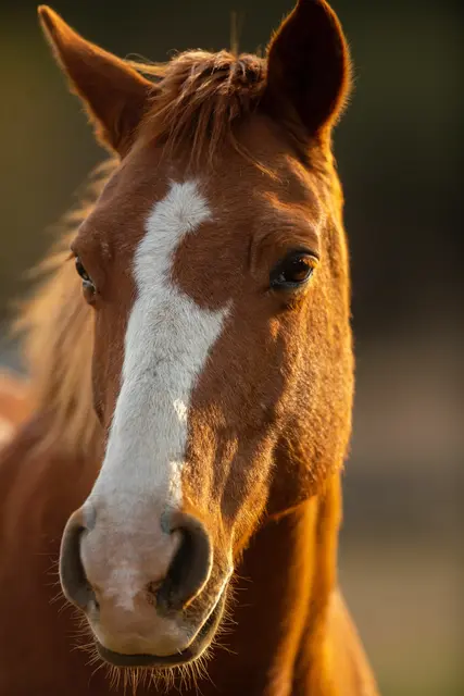 Die 24-jährige Reiterin konnte noch rechtzeitig abspringen, bevor ihr Pferd in die Melach stürzt. | Foto: Pieter van Noorden/Unsplash/ Symbolbild