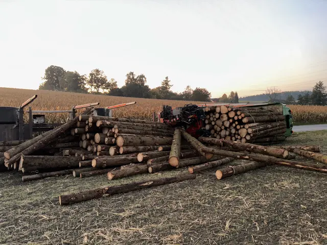 Die Baumstämme fielen teilweise vom Sattelzug ins Feld. | Foto: Fotokerschi/Doms