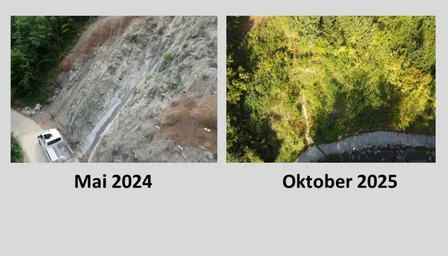 Zur Woche des Schutzwaldes schauen wir uns ein gelungenes Projekt aus dem Laabental an | Foto: WLV