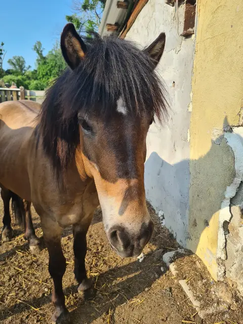 Foto: Pferdehof Stadlau