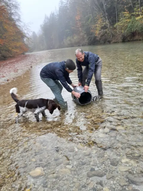 Der Fischereiverein Almtal hat gemeinsam mit dem Fischereirevier Alm am vergangenen Wochenende einen umfangreichen Revierbesatz mit Äschen und donaustämmigen Bachforellen durchgeführt.  | Foto: Fischereiverein Almtal