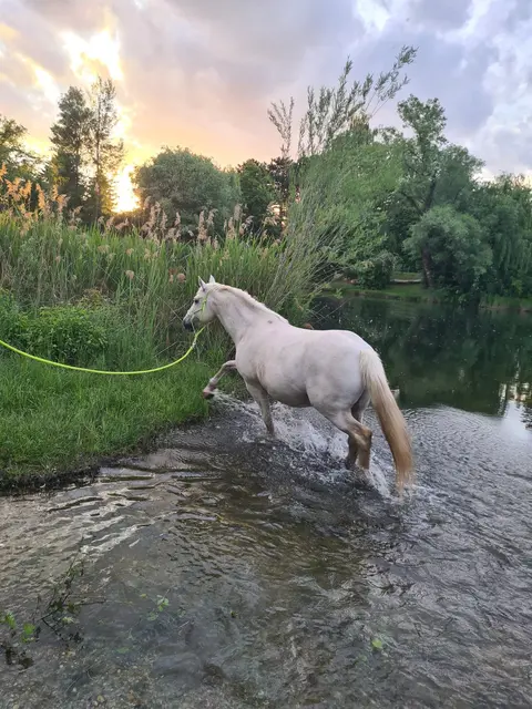 Foto: Pferdehof Stadlau