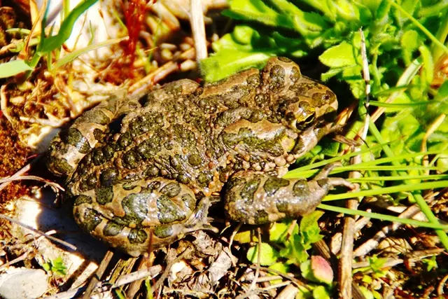 Foto: Wechselkröte; © R. Jagersberger