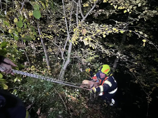 Zwei Feuerwehrkameraden seilten sich zu der Frau und dem Hund ab. | Foto: Feuerwehr Kronstorf