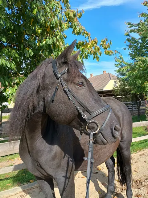 Das ist Voltigierpferd Filou | Foto: Julia Knoll/WRV Niederschleinz