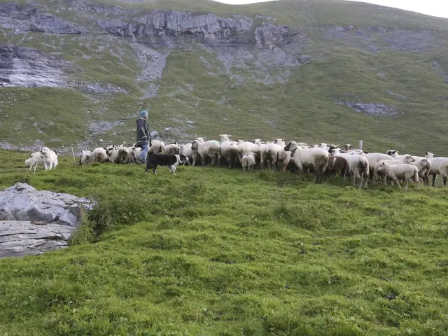 Das Land Tirol zieht eine Bilanz der heurigen Almsaison, Wölfe und Bären bleiben eine Herausforderung.
 | Foto: European Wilderness Society, LIFEstock Project