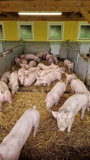 Trotz vieler Herausforderungen sehen viele Bauern in OÖ eine Zukunft in der Schweinehaltung. Allerdings müssten die Rahmenbedingungen passen, fordert die Landwirtschaftskammer. | Foto: LWK OÖ