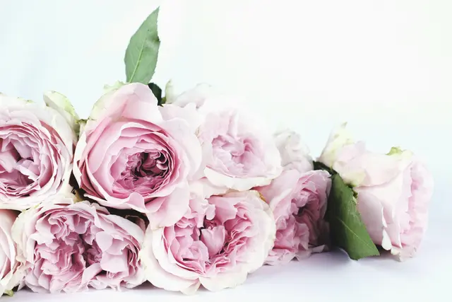 Foto: Pexels/The Smell of Roses