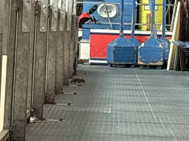 Auch Ratten wurden in der Halle gesichtet. (Archiv) | Foto: Patricia Hillinger/MeinBezirk