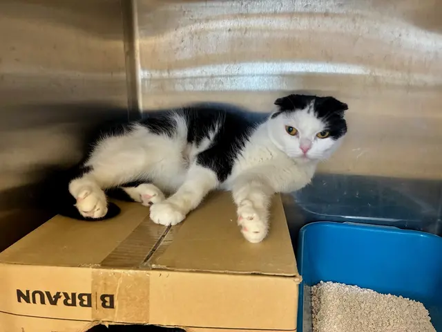 Scottish-Fold-Dame Muffin ist bereit für ein neues Zuhause.  | Foto: Tierheim Linz