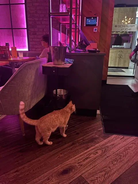 Kater Larry wurde auch schon im Schauspiel gesichtet. "Larry war sehr neugierig und hat unseren Abend versüßt", schreibt Lada Wieser. | Foto: Lada Wieser