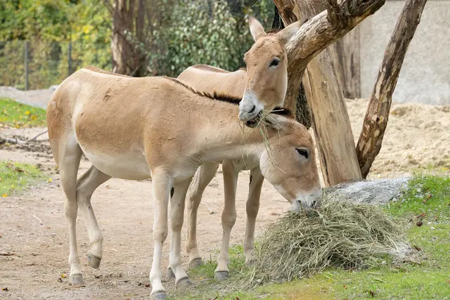 Erstmals in der Geschichte des Tiergarten Schönbrunn werden nun Onager, eine Unterart des Asiatischen Wildesels, gehalten. | Foto: Daniel Zupanc