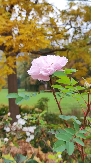 eins späte Rose... | Foto: I.Wozonig
