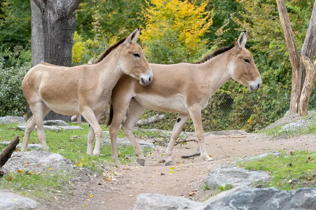 Zwei Onager-Stuten erkunden die eigens angelegte Steppenlandschaft im Tiergarten Schönbrunn. | Foto: Daniel Zupanc
