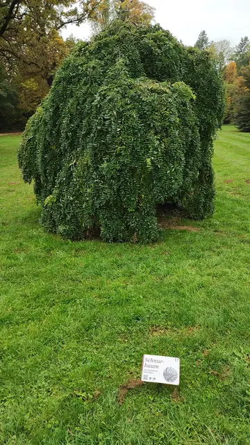 ausgefallene Bäume, wie der Schnurbaum... | Foto: I.Wozonig