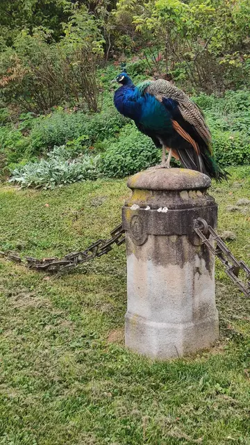 die freilaufenden Pfaue sind hier ganz unbeschwert... | Foto: I.Wozonig
