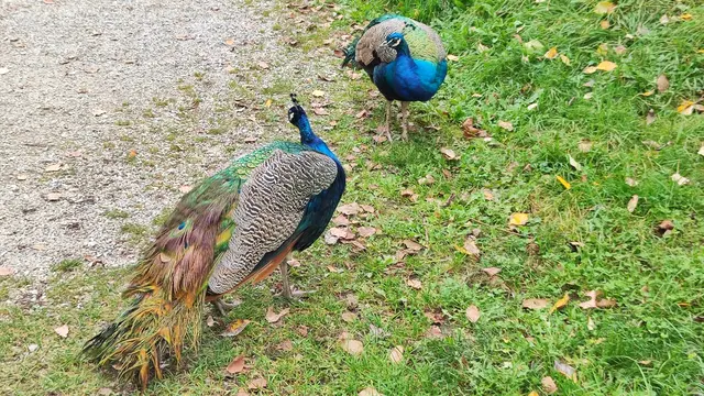 worüber sich die beiden wohl unterhalten ? | Foto: I.Wozonig