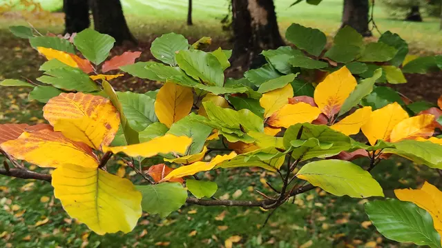 einfach schön... | Foto: I.Wozonig