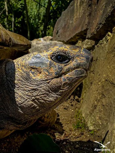 Foto: Janet Bleiker/ Alpengeierin