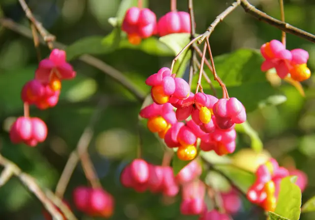 Die Früchte heimischer Sträucher, wie beispielsweise die des Pfaffenhütchens, auch genannt Gewöhnlicher Spindelstrauch, liefern ein reiches Nahrungsangebot für viele Tiere im Garten. © H. Kurz